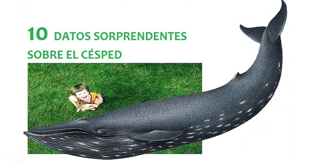 césped 10 datos sorprendentes
