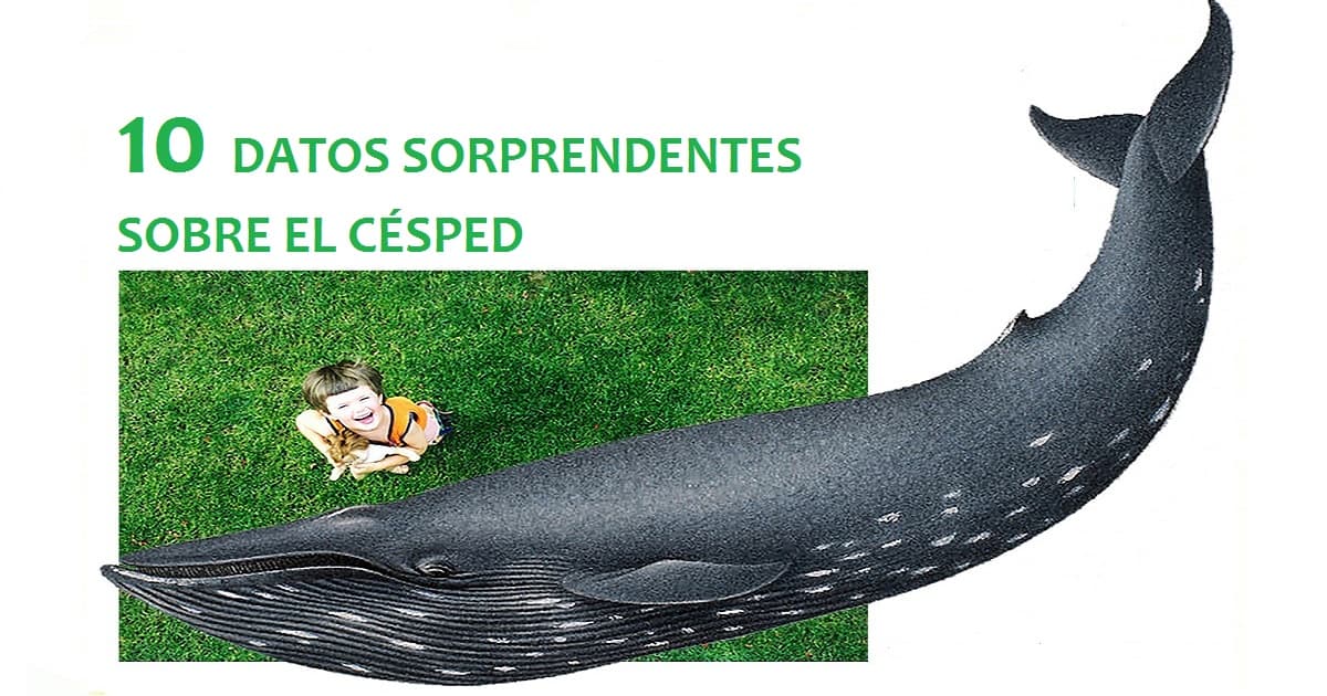 césped 10 datos sorprendentes