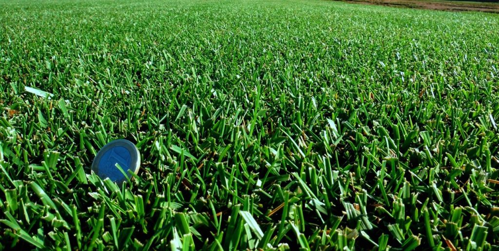 compact-cesped-zulueta