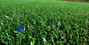 compact-cesped-zulueta