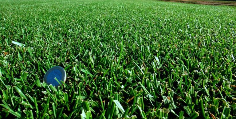 compact-cesped-zulueta