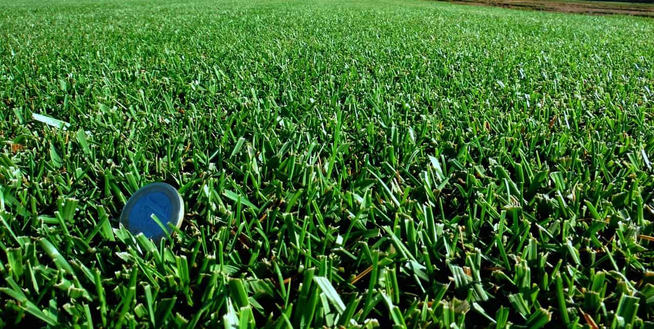 compact-cesped-zulueta