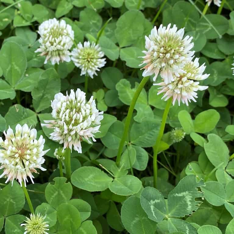 trebol blanco-768x768