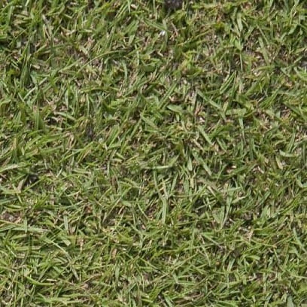 Agrostis-en-mezcla-408x408