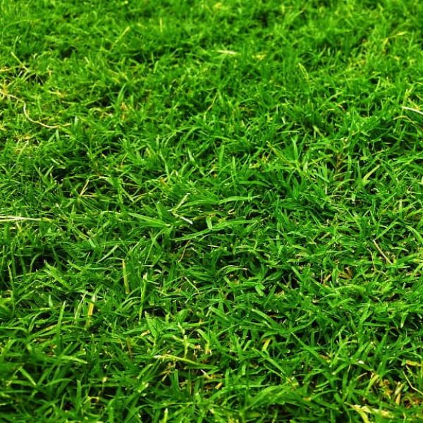 cynodon-dactylon-bermuda-grass-circulo