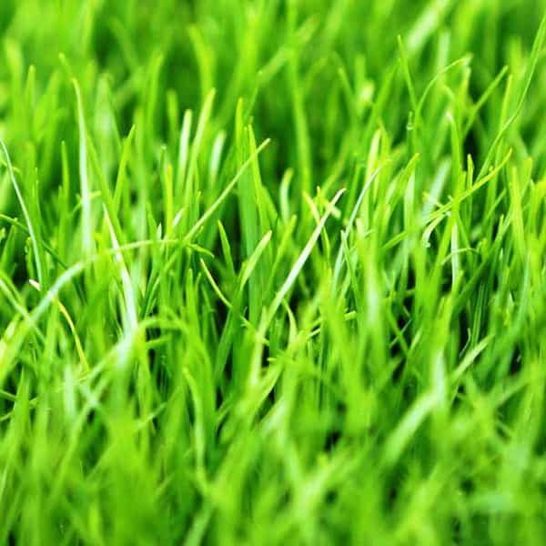 ray-grass-anual-circulo