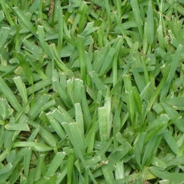 semillas-stenotaprhum-secundatum